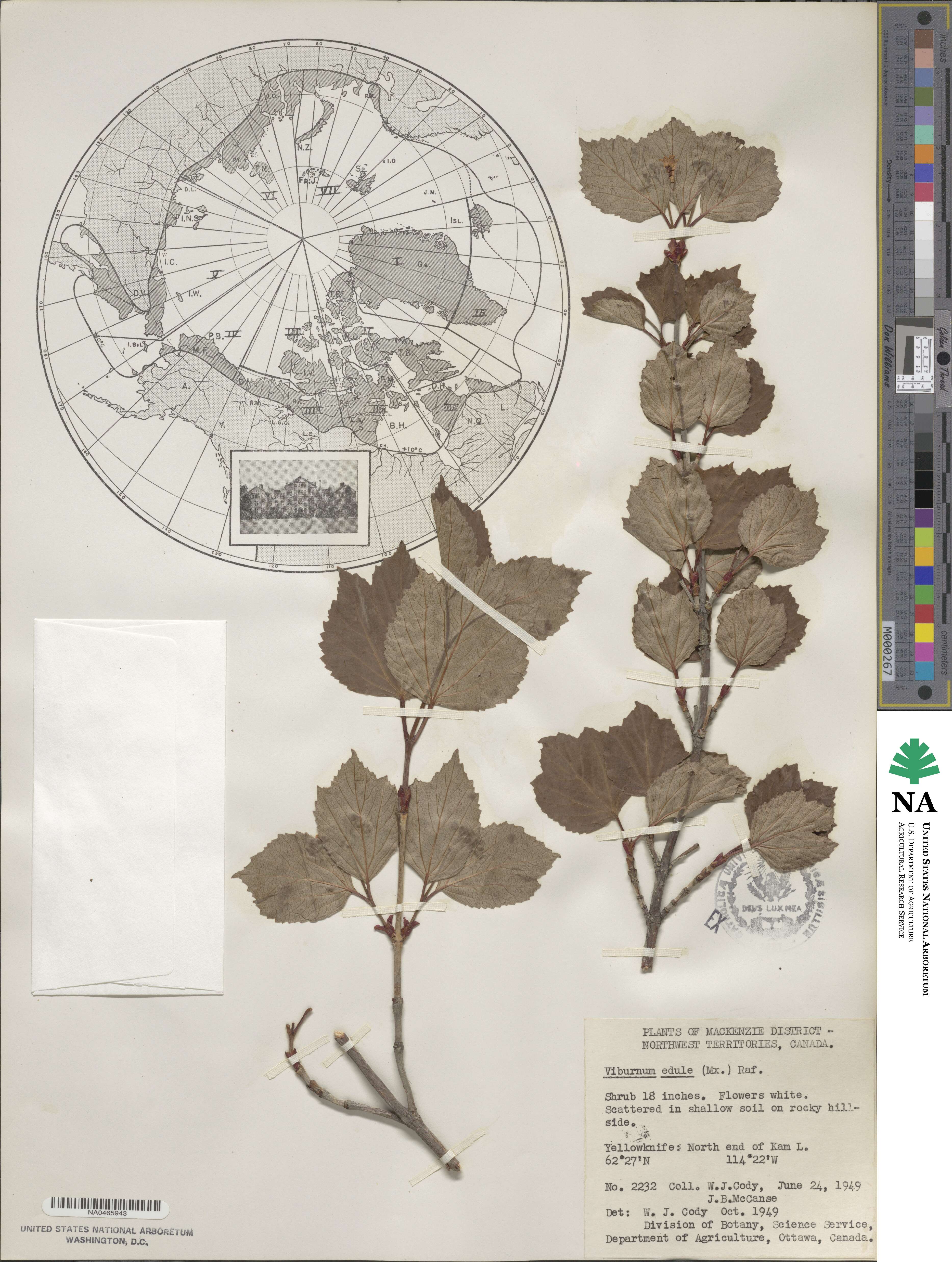 Viburnum edule image