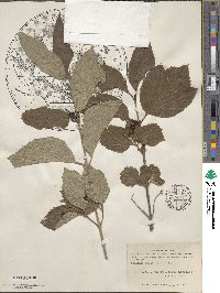 Viburnum edule image