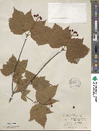 Viburnum edule image