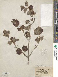 Viburnum edule image