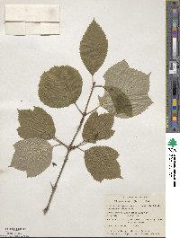 Viburnum edule image