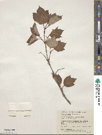 Viburnum edule image