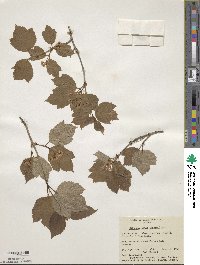 Viburnum edule image