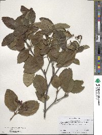 Viburnum lantana image