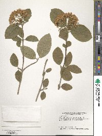 Viburnum lantana image