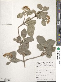 Viburnum lantana image