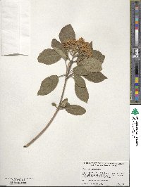 Viburnum lantana image