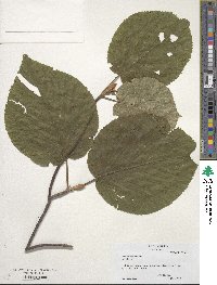 Viburnum lantanoides image