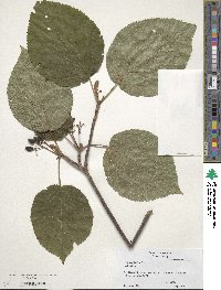 Viburnum lantanoides image