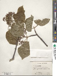 Viburnum lantanoides image