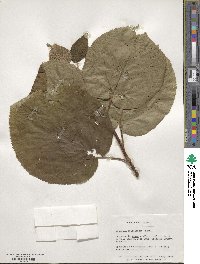 Viburnum lantanoides image