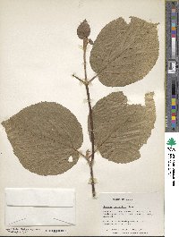 Viburnum lantanoides image