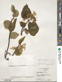 Viburnum lantanoides image