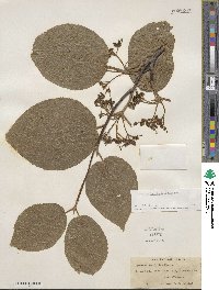 Viburnum lantanoides image