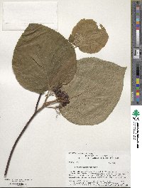 Viburnum lantanoides image