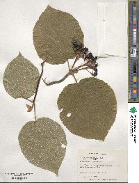 Viburnum lantanoides image