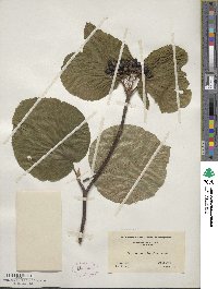 Viburnum lantanoides image