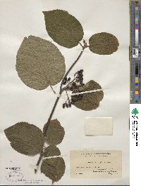 Viburnum lantanoides image