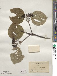 Viburnum lantanoides image