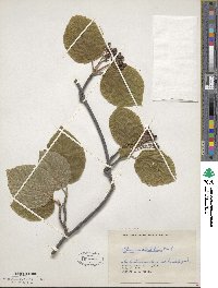 Viburnum lantanoides image