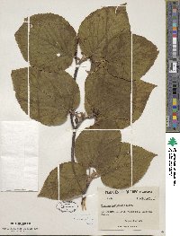 Viburnum lantanoides image