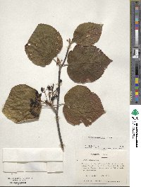 Viburnum lantanoides image