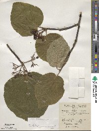 Viburnum lantanoides image