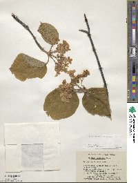 Viburnum lantanoides image