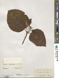 Viburnum lantanoides image