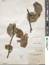 Viburnum lantanoides image