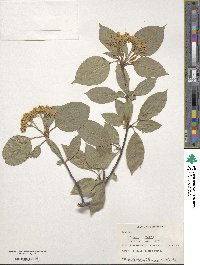 Viburnum lentago image