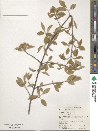 Viburnum lentago image