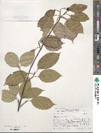 Viburnum lentago image