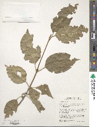 Viburnum lentago image