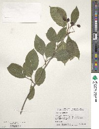 Viburnum lentago image