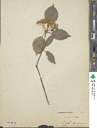 Viburnum lentago image