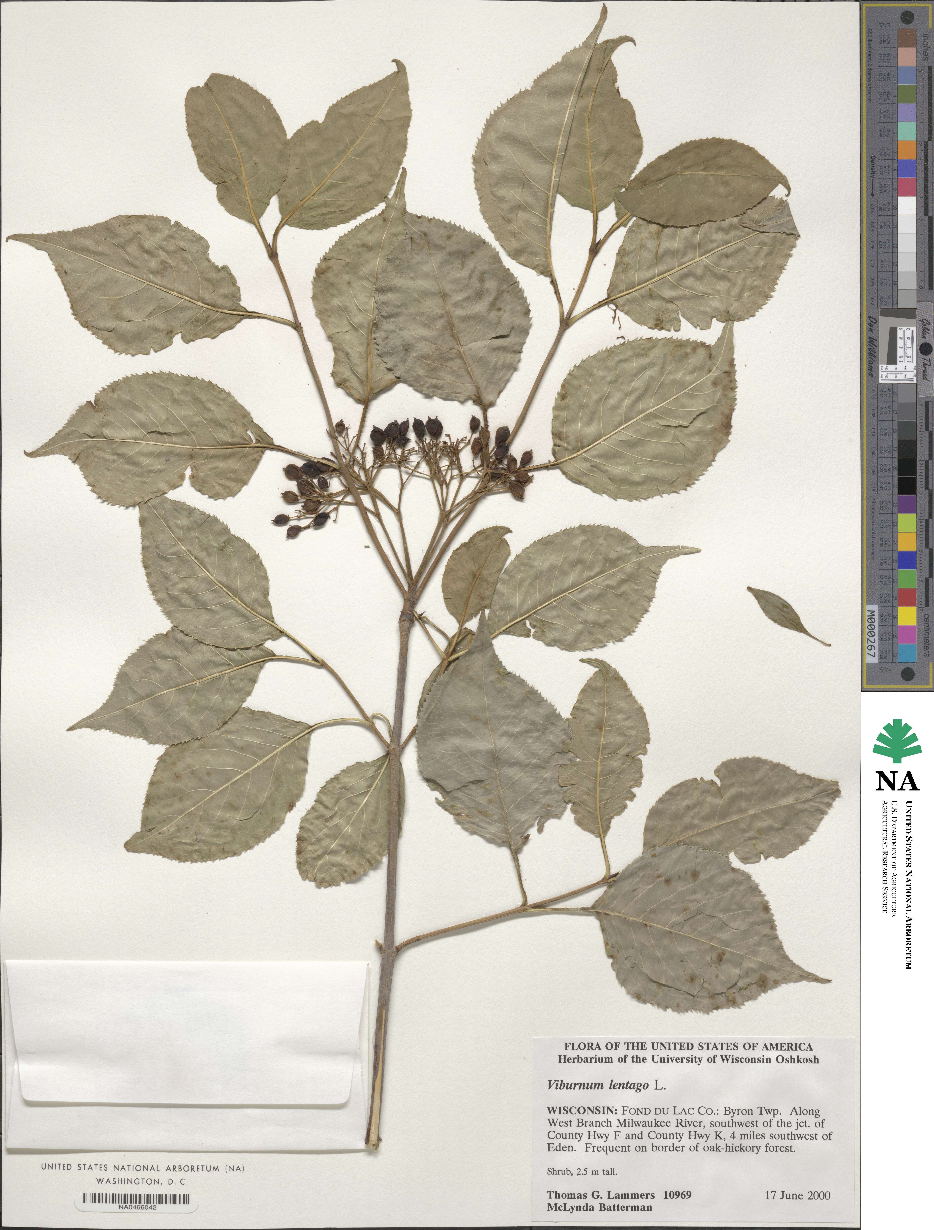 Viburnum lentago image