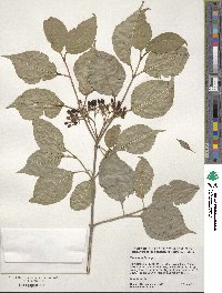 Viburnum lentago image