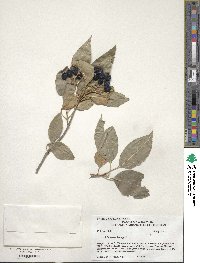 Viburnum lentago image