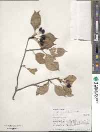 Viburnum lentago image