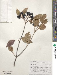 Viburnum lentago image