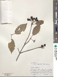 Viburnum lentago image