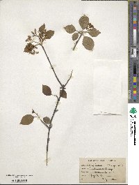 Viburnum lentago image