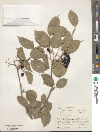 Viburnum lentago image