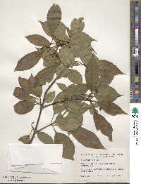 Viburnum lentago image