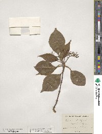 Viburnum lentago image