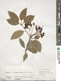 Viburnum lentago image