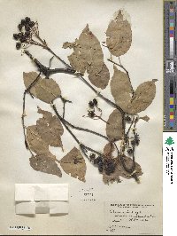 Viburnum lentago image