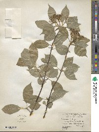 Viburnum lentago image