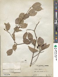 Viburnum lentago image